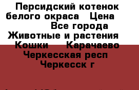 Персидский котенок белого окраса › Цена ­ 35 000 - Все города Животные и растения » Кошки   . Карачаево-Черкесская респ.,Черкесск г.